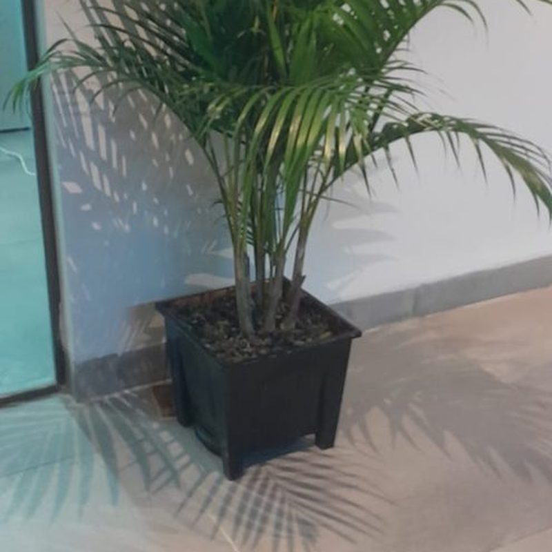 Areca palm placed in a bright office corridor