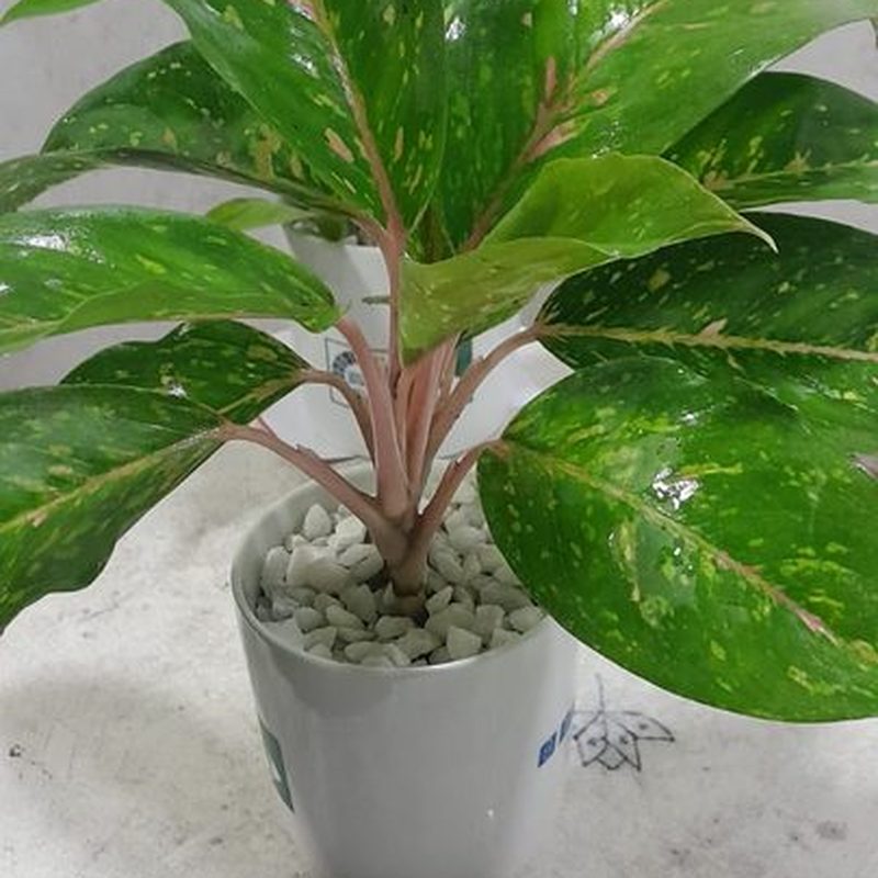 Chinese Evergreen Aglaonema