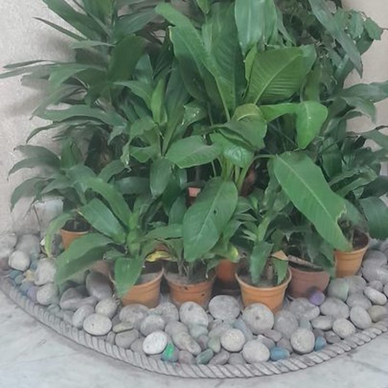 Grouped foliage plants with decorative stone bed