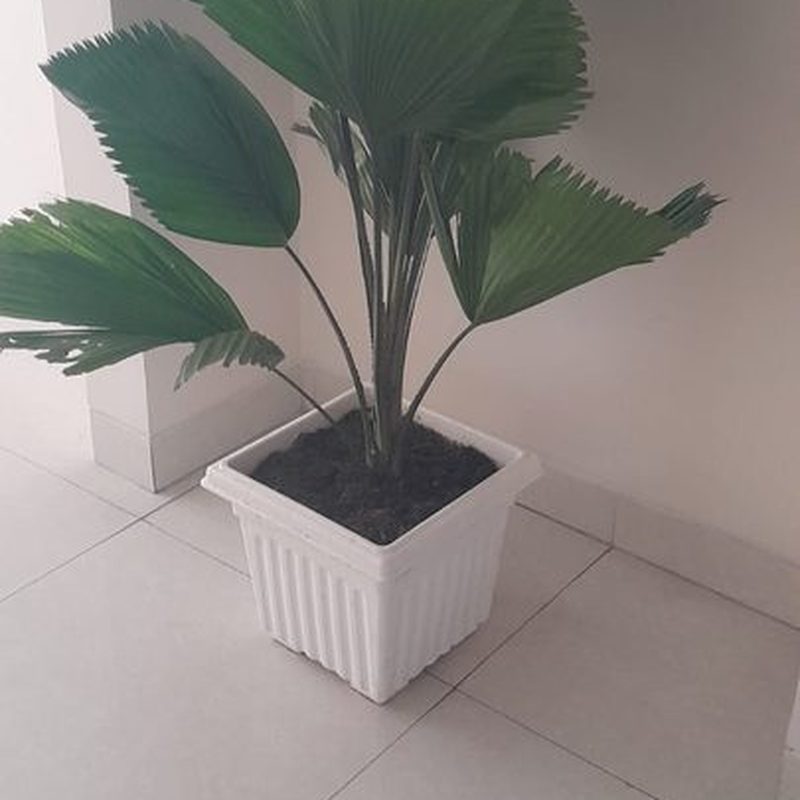 Fan Palm with pleated leaves