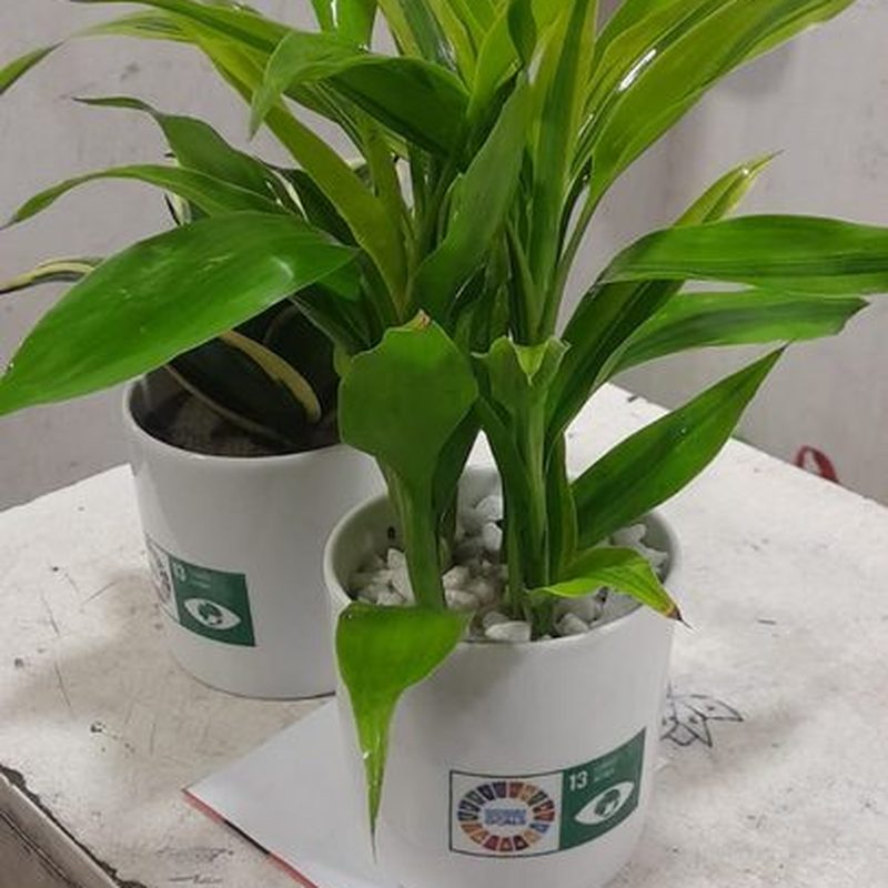 Lush leafy desk plant in a white pot