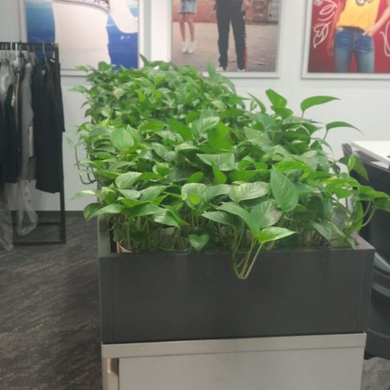 Office partition planter filled with trailing pothos