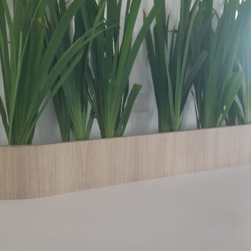 Snake plants in a built-in office planter behind a curved desk