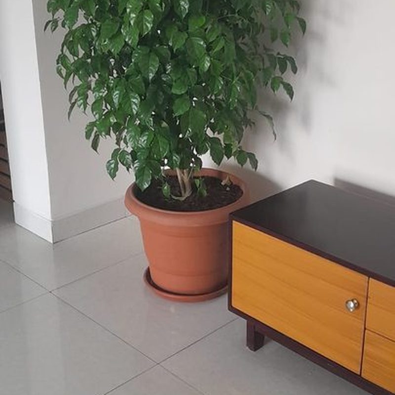 Weeping Fig in an office setting